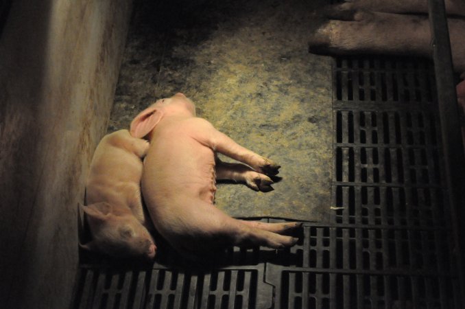 Farrowing crates at CEFN Breeder Piggery QLD