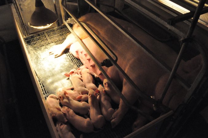 Farrowing crates at CEFN Breeder Piggery QLD