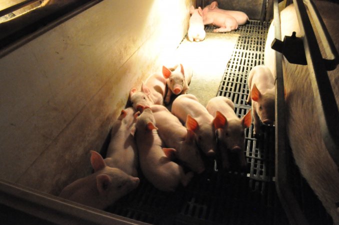 Farrowing crates at CEFN Breeder Piggery QLD