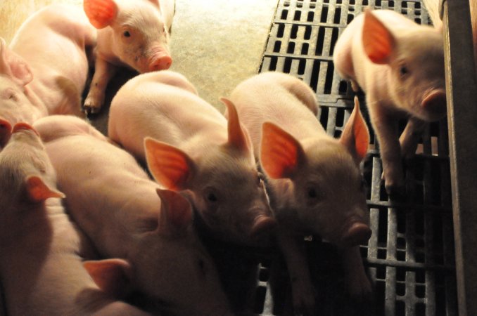 Farrowing crates at CEFN Breeder Piggery QLD