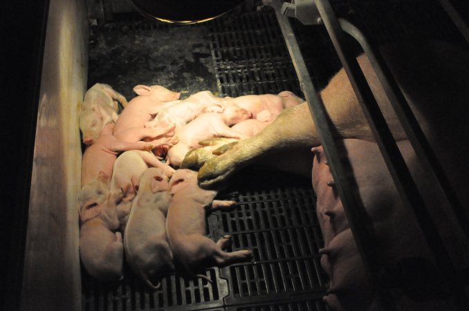 Farrowing crates at CEFN Breeder Piggery QLD