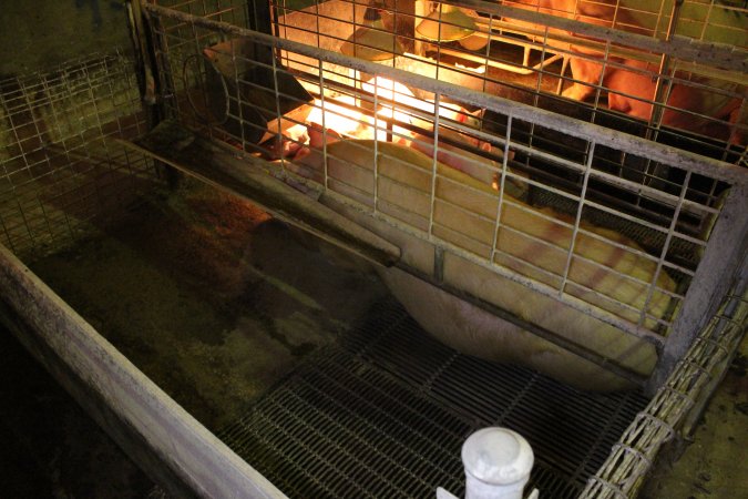 Farrowing crates at St Arnaud Piggery VIC