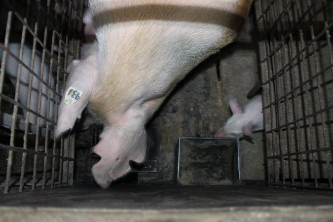 Farrowing crates at Willawa Piggery NSW