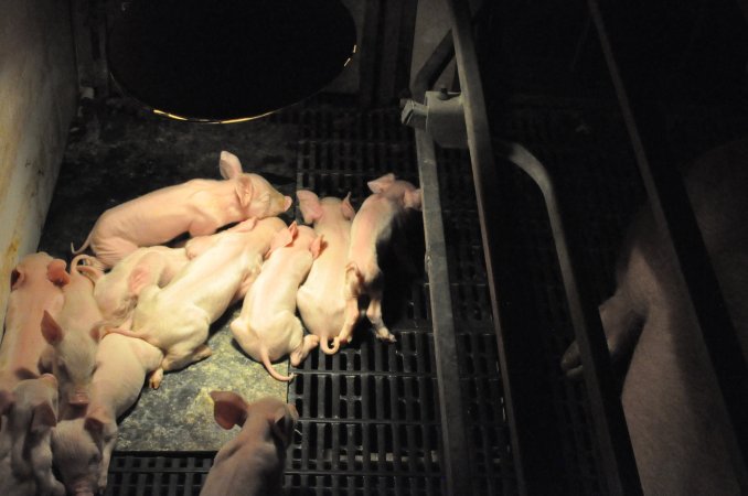 Farrowing crates at CEFN Breeder Piggery QLD