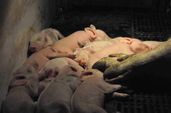 Farrowing crates at CEFN Breeder Piggery QLD