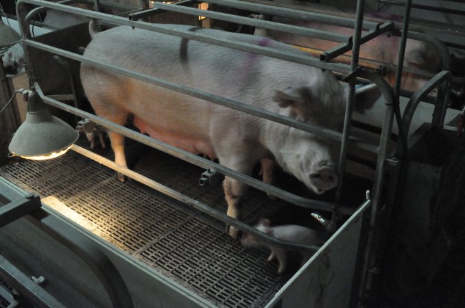 Farrowing crates at CEFN Breeder Piggery QLD