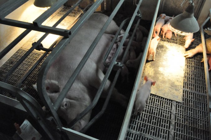 Farrowing crates at CEFN Breeder Piggery QLD