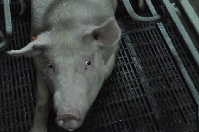 Farrowing crates at CEFN Breeder Piggery QLD