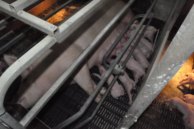 Farrowing crates at CEFN Breeder Piggery QLD