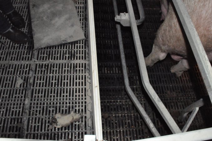 Dead rat in farrowing crate