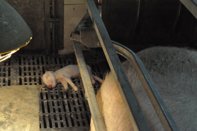 Dead piglet in farrowing crate