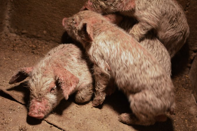 Piglets with mange