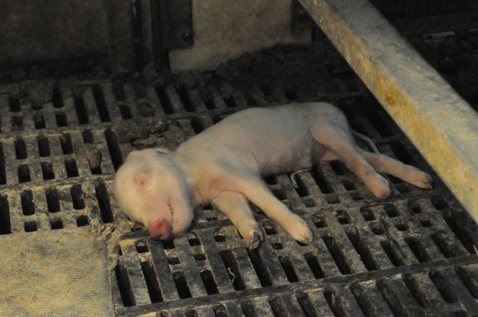 Dead piglet in farrowing crate