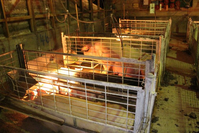 Farrowing crates at St Arnaud Piggery VIC