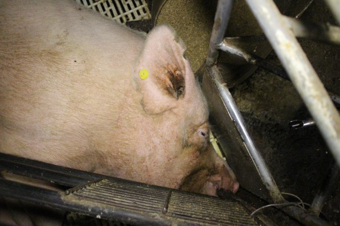 Farrowing crates at Dublin Piggery SA