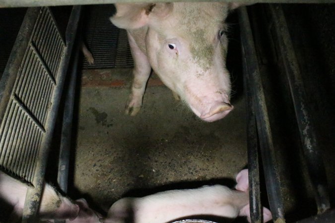 Farrowing crates at Wellington Piggery SA