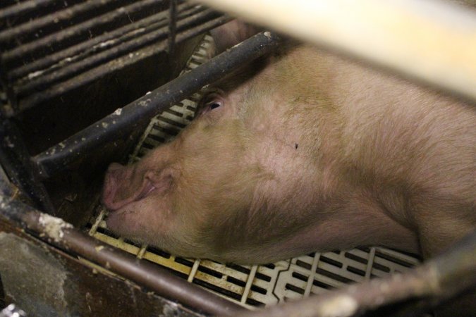 Farrowing crates at Dublin Piggery SA