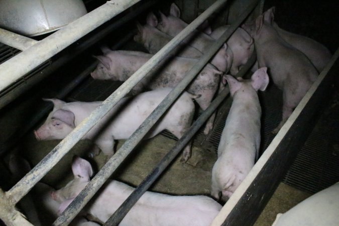 Farrowing crates at Wellington Piggery SA