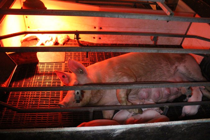 Farrowing crates at Wasleys Tailem Bend Piggery SA