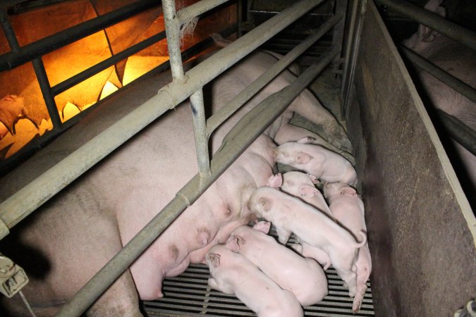 Farrowing crates at Deni Piggery NSW