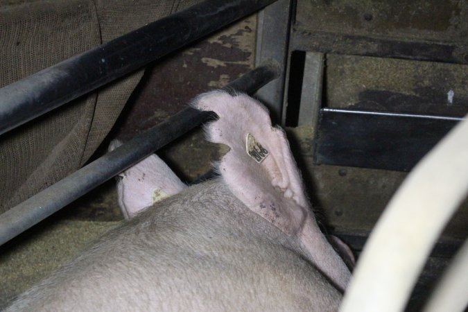 Farrowing crates at Deni Piggery NSW