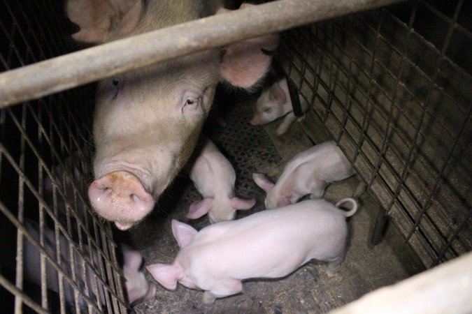Farrowing crates at Willawa Piggery NSW