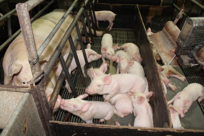 Farrowing crates at Bungowannah Piggery NSW