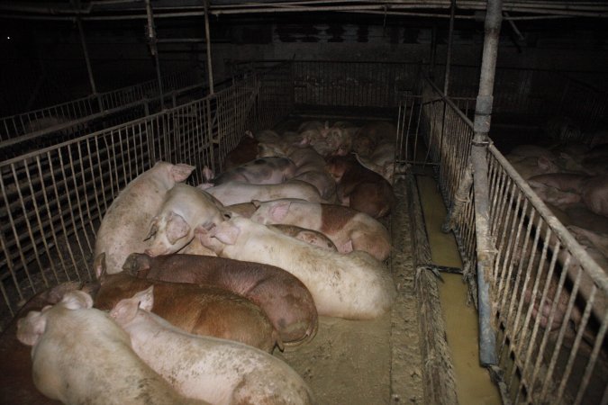 Grower/finisher pigs living in excrement