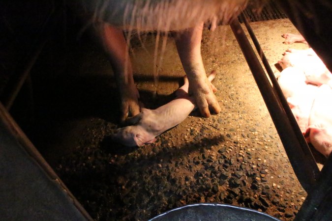 Farrowing crates at Culcairn Piggery NSW