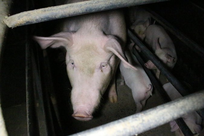 Farrowing crates at Wellington Piggery SA