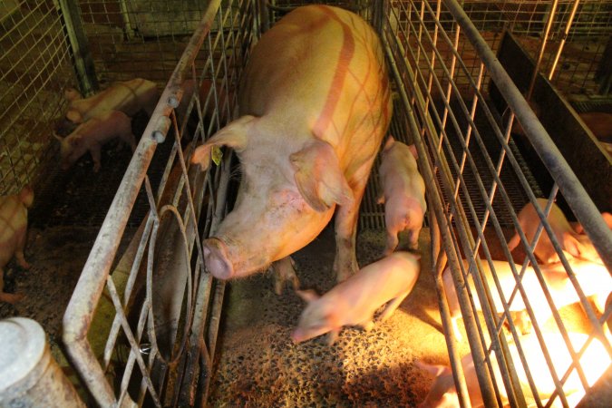 Farrowing crates at St Arnaud Piggery VIC