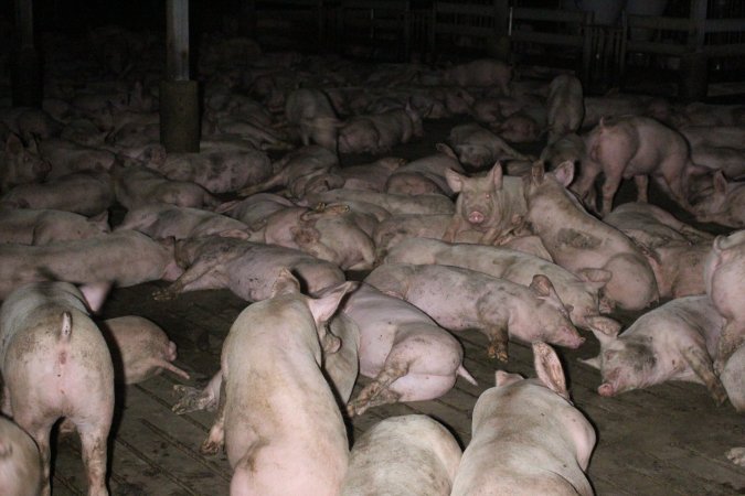 Grower/finisher pigs Light Piggery SA