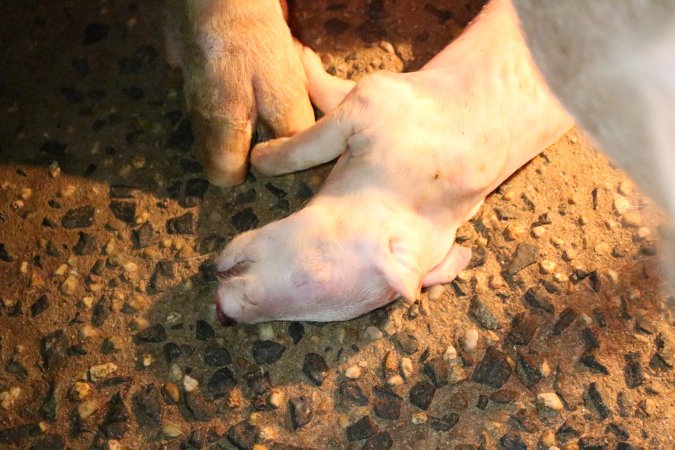 Farrowing crates at Culcairn Piggery NSW