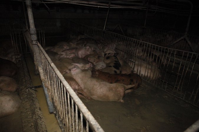 Grower/finisher pigs living in excrement