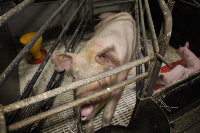 Farrowing crates at Dublin Piggery SA