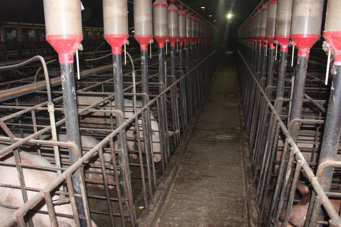 Sow stalls at Grong Grong Piggery NSW