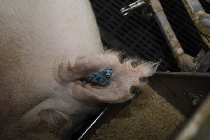 Farrowing crates at Mindarra Piggery WA