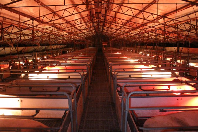 Looking down aisle of farrowing shed