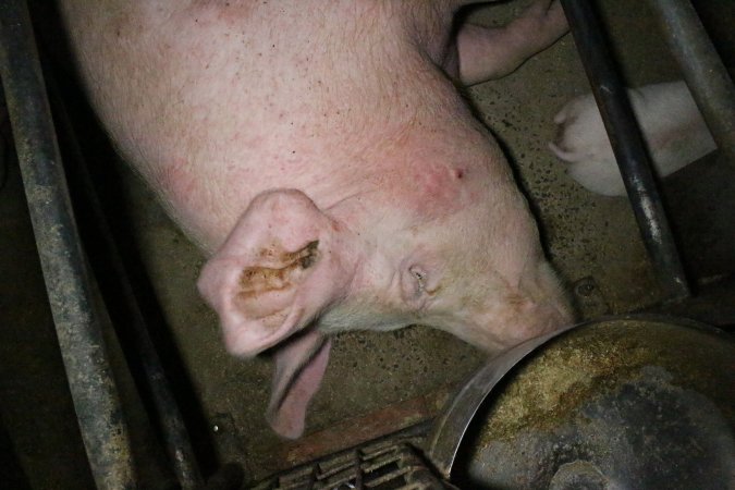 Farrowing crates at Wellington Piggery SA