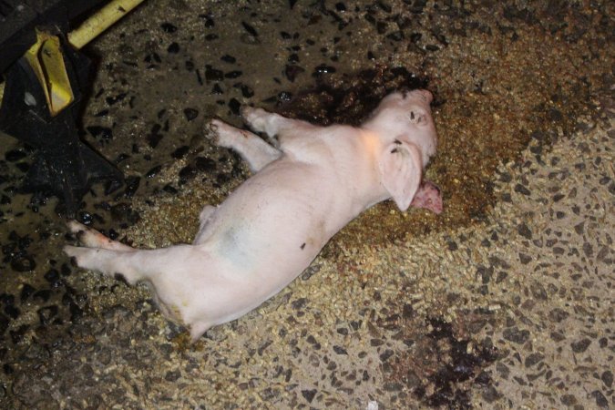 Dead piglet in aisle