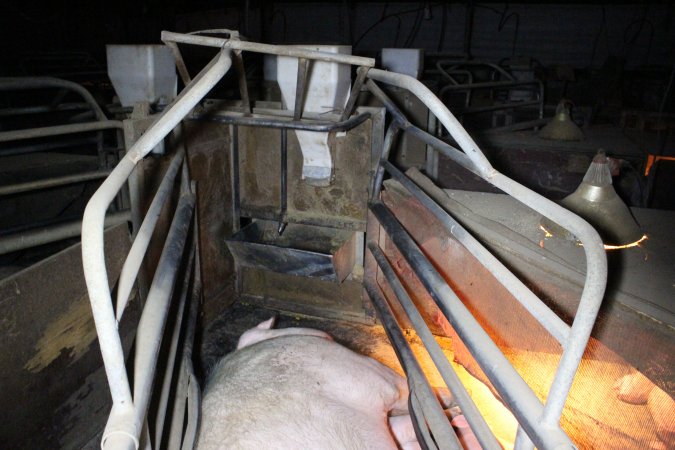 Farrowing crates at Deni Piggery NSW