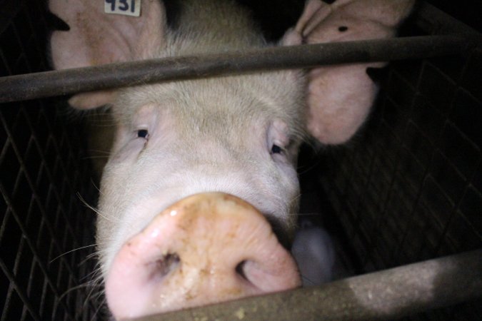 Farrowing crates at Willawa Piggery NSW