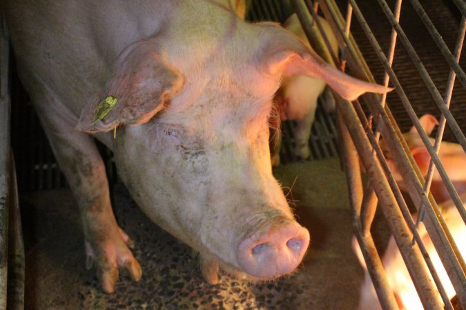 Farrowing crates at St Arnaud Piggery VIC