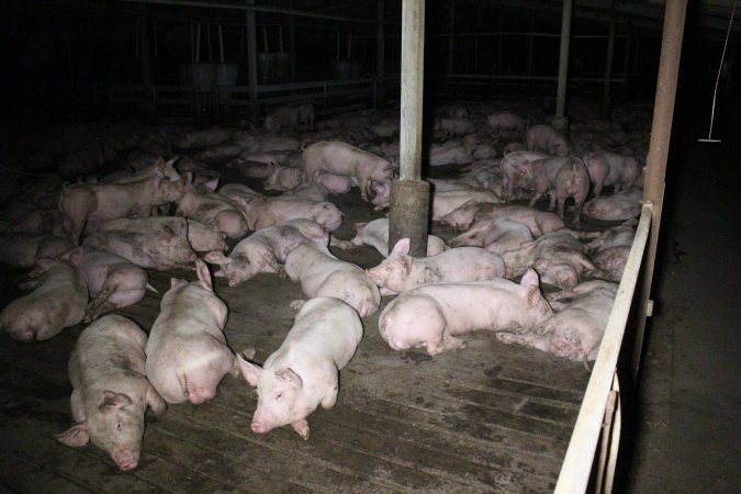 Grower/finisher pigs Light Piggery SA