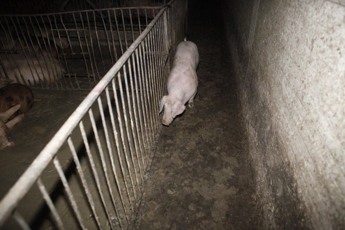 Grower/finisher pigs at Narrogin Piggery WA