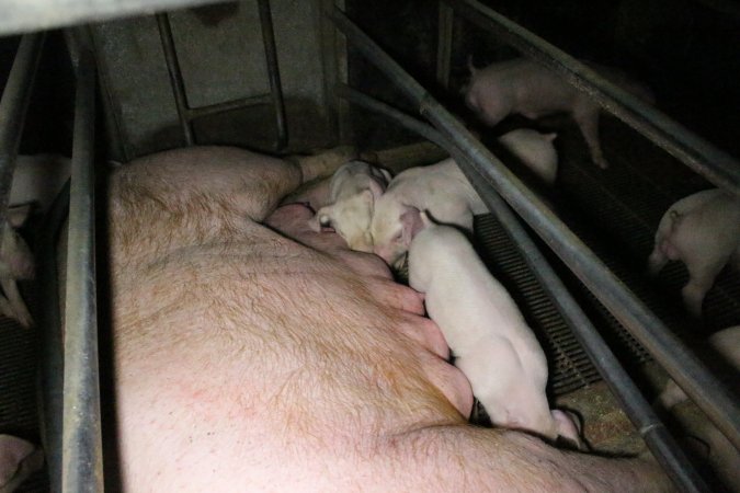 Farrowing crates at Wellington Piggery SA