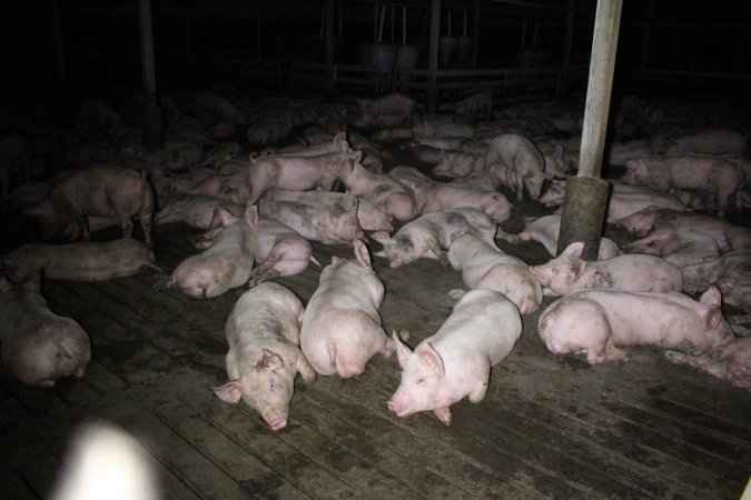 Grower/finisher pigs Light Piggery SA