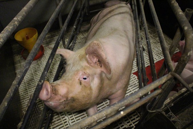 Farrowing crates at Dublin Piggery SA