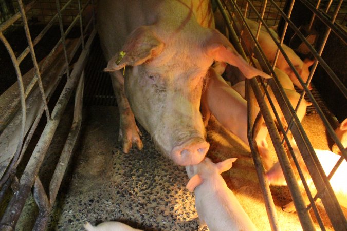 Farrowing crates at St Arnaud Piggery VIC