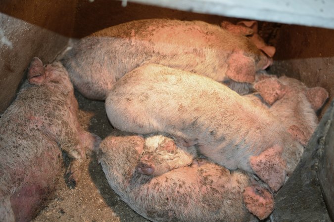 Piglets with mange